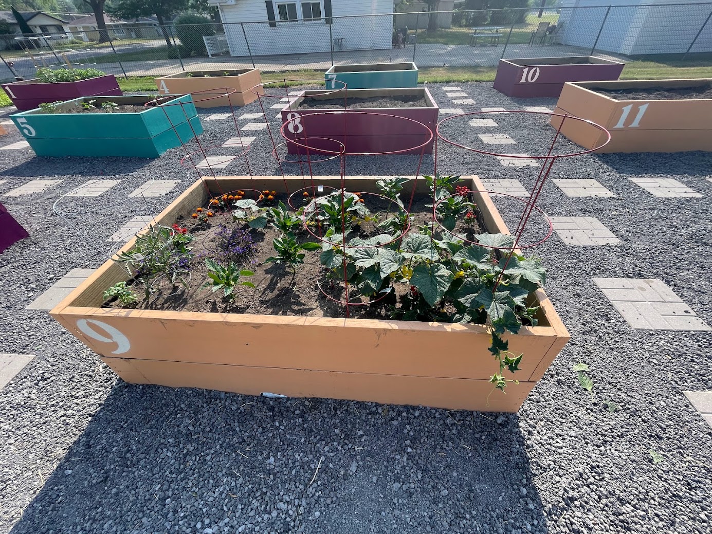 Garden with plants